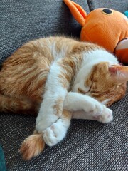 cat on the couch