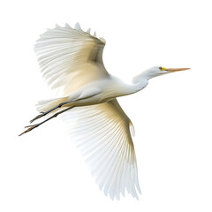 Animal flying white bird isolated transparent background