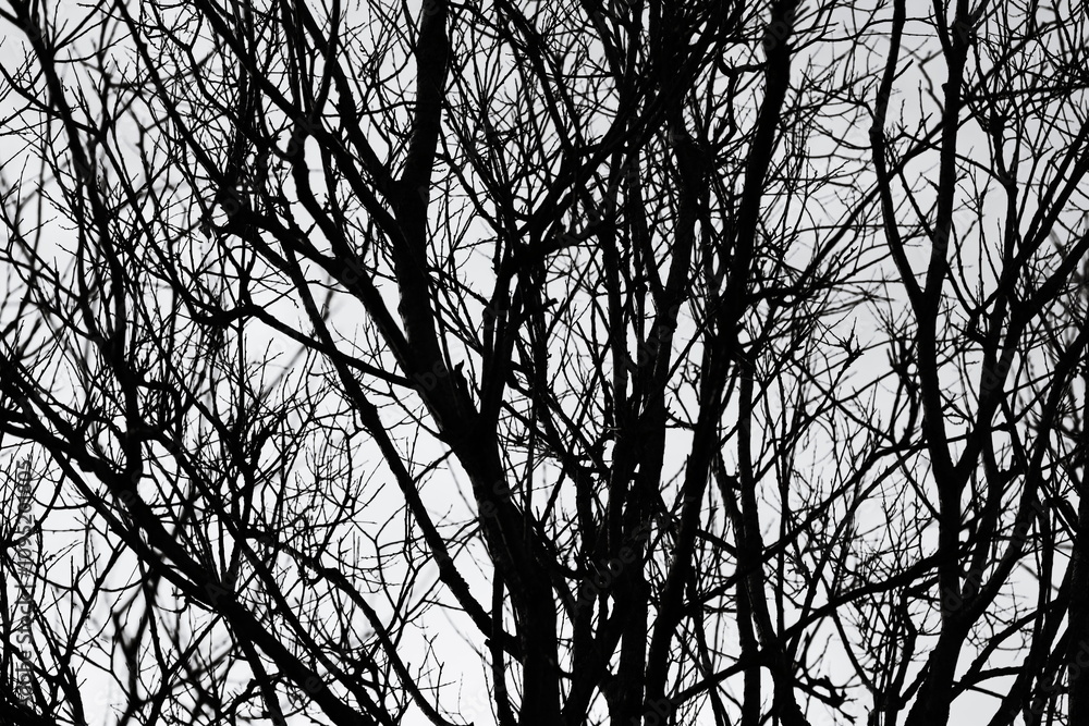 Poster A close-up of a tree trunk in black and white, featuring a bare branch structure.