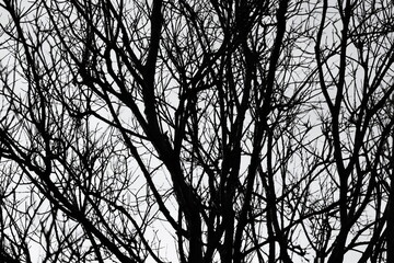 A close-up of a tree trunk in black and white, featuring a bare branch structure.