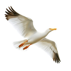 Fototapeta premium Animal flying white bird isolated transparent background