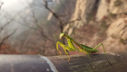 green mantis closeup on a wooden surface with a blurred background, Korea. Praying mantis looking to camera. Natural background concept.
