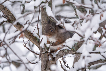 Squirrel in a tree