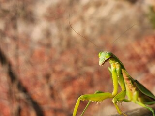 green mantis closeup on a wooden surface with a blurred background, Korea. Praying mantis looking to camera. Natural background concept.