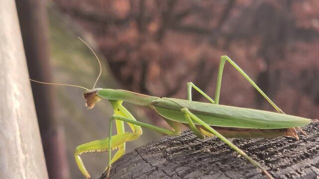 green mantis closeup on a wooden surface with a blurred background, Korea. the praying mantis crawls forward. Natural background