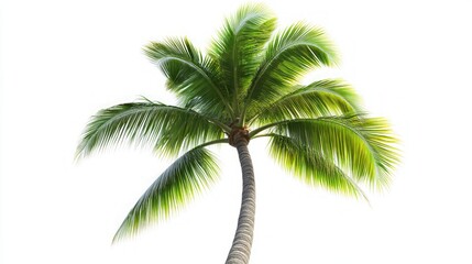 Majestic Palm Tree Against a Pristine White Background