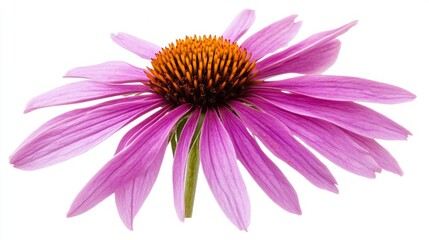 Stunning Pink Flower Close-up
