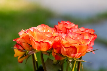 The beautiful orange roses glow colorfully. A fresh bouquet of flowers. Many people consider roses to be the most beautiful of flowers. Multicolored blurred background. Empty space for text.