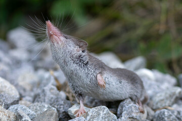 Eine Hausspitzmaus hält riechend ihre Nase nach oben