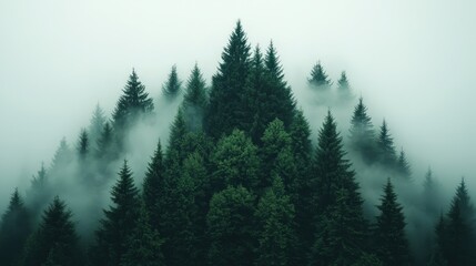 Fototapeta premium Mystical Foggy Forest Evergreen Trees Nature Landscape