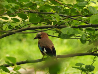 Eurasian jay between the branches.  Eurasian jay (Garrulus glandarius) colorful bird on a green background