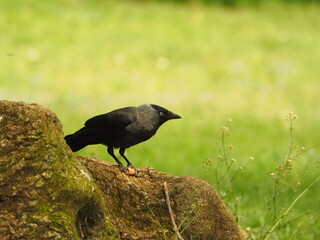 The western jackdaw (Coloeus monedula). Eurasian jackdaw in the park.Black bird against a background of grass