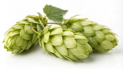 Fototapeta premium Hop cones isolated on white background. Beer brewing ingredients. Beer brewery concept