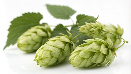Fototapeta premium Hop cones isolated on white background. Beer brewing ingredients. Beer brewery concept