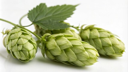 Obraz premium Hop cones isolated on white background. Beer brewing ingredients. Beer brewery concept