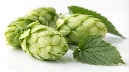 Fototapeta premium Hop cones isolated on white background. Beer brewing ingredients. Beer brewery concept
