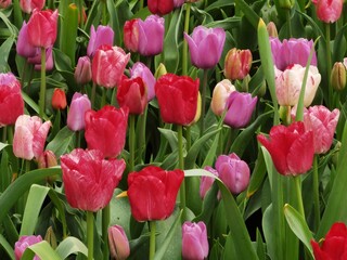 the tulips in Keukenhof Park, Holland