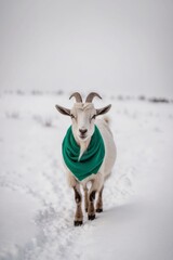 Walking on a freshly fallen snow field on a snowy day is a goat wearing a green scarf.