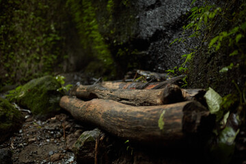 Old tree logs in moss lie under a rock in the jungle.