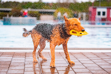 Playful Airedale Terrier Dog Enjoying Time by the Pool Shaking the Water Droplets Off Its Fur with...