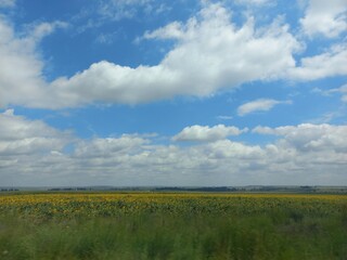 Sunflower field