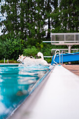 Energetic Dog Joyfully Jumping into Swimming Pool on a Bright Summer Day for Outdoor Fun and Adventure