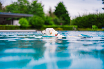 Labrador Retriever Swimming in a Sparkling Blue Pool Surrounded by Lush Greenery on a Relaxing Day © Bento