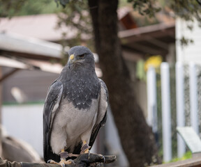 Black-chested eagle or Geranoaetus melanoleucus watching