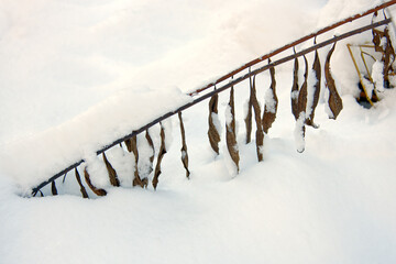 Detail view of a dry branche in the icy snow