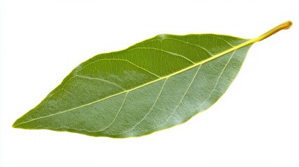 Obraz premium Close-up of a Vibrant Green Leaf