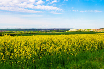 Obraz premium Rapeseed field in front of a limestone quarry in the background near the Bulgarian town of Dimitrovgrad, Haskovo Province, Southern Bulgaria