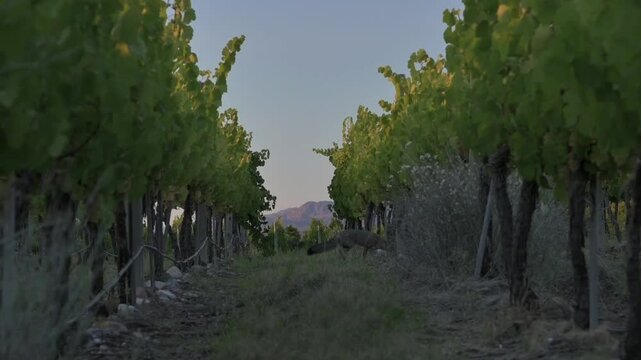 Zorro pasando por vi&ntilde;edo con cielo y monta&ntilde;a de fondo