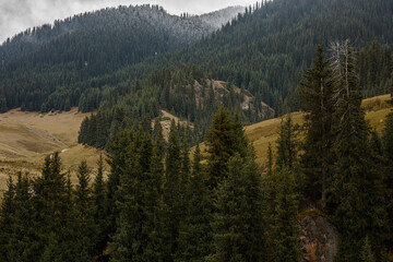 Obraz premium autumn forest in the mountains