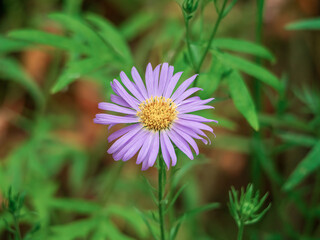 Obraz premium Head of flower Alpine aster or blue alpine daisy. Close-up