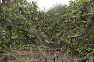 New jungle with palm trees grows on the volcano after the eruption.