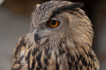 eagle owl, bubo bubo, large predator