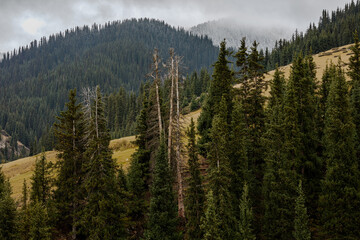 pine forest in the mountains