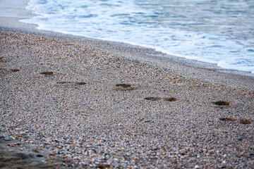 Foot prints on a sandy beach with the focus on the empty shells of two sea urchins