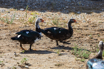 Animals on the Farm in the contact Zoo Farma Rhodes © Roman Bjuty