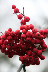red berries on a tree
