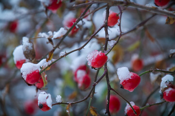 rosehips at a snowy and frosty autumn day in november