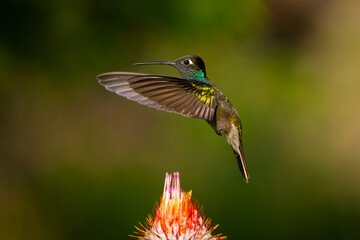 Colibrí Magnífico, Magnificent Hummingbird, 