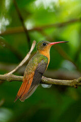 Colibri Canelo, Amazilia rutila, Cinnamon hummingbird