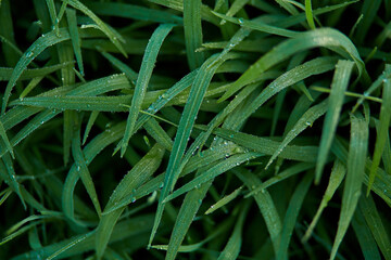 New juicy green rice terraces are covered with morning dew on the popular island of Bali.
