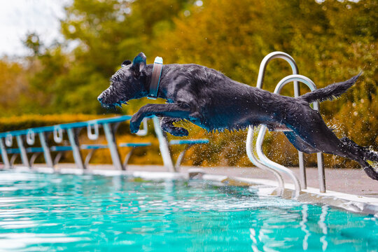 Energetic Muscular Black Dog Leaping Into Refreshing Swimming Pool On A Sunny Day
