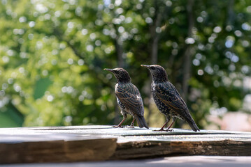 Due storni (Sturnus vulgaris) su un muretto allungano il collo verso l'alto dopo aver visto qualcosa che li attrae.
