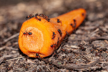Macro picture of a colony of ants that brought some very ripe orange carrot slices to their nest,...