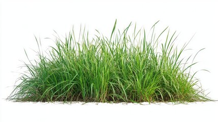 Vibrant Lush Green Grass Isolated on White Background