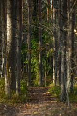 Serene Harku forest trail in Tallinn, surrounded by tall pine trees. The pathway is covered with a layer of fallen leaves. 