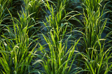 New juicy green rice terraces are covered with morning dew on the popular island of Bali.